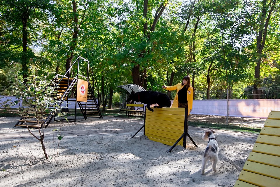 Жительница Ростова предложила построить в Левенцовке оборудованную для выгула собак площадку - фото 1